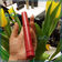 WISMEC el grande 18350/18650 Mechanical MOD Kit with RDA Atomizer