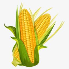 Кукуруза сладкая (eliq.net)