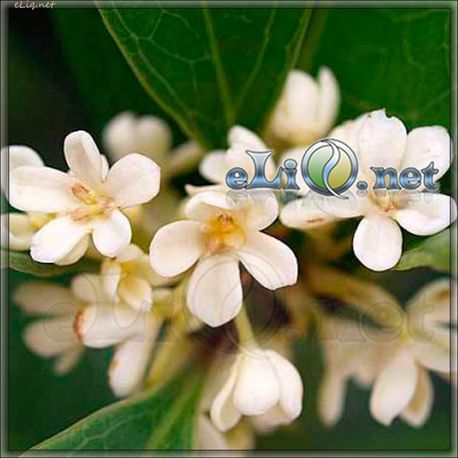 Sweet Osmanthus / Османтус (eliq.net)